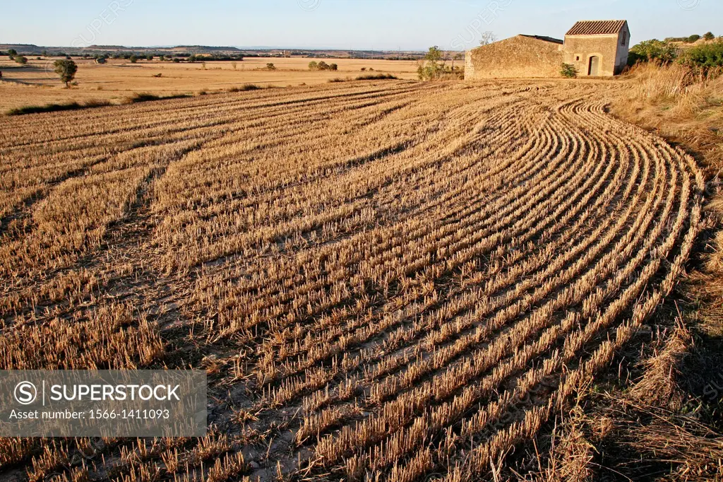 Reaped cereal field, La Segarra, Catalonia, Spain