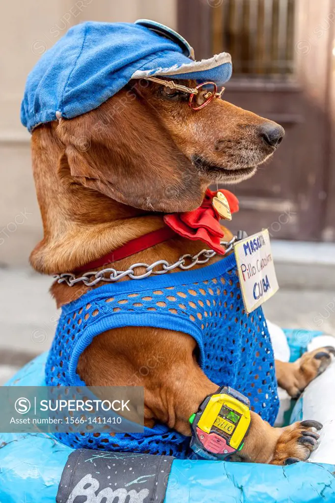 A Dog Performing In A Street Entertainment Show, Havana, Cuba.