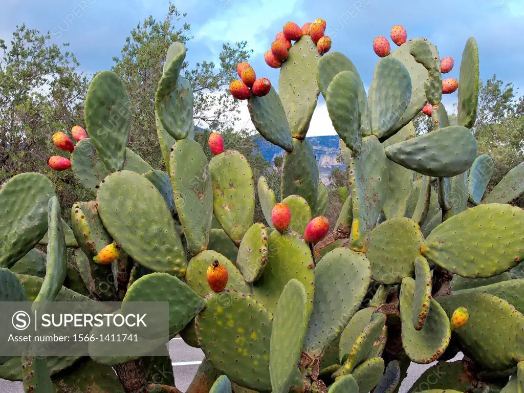 Cactus Indian fig fruits at Mas de Barberans village countryside. Montsià Region; Tarragona Province; Catalonia; Spain.