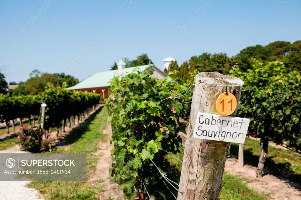 Cape May Winery´s grape arbor with Cabernet Sauvignon grapes.