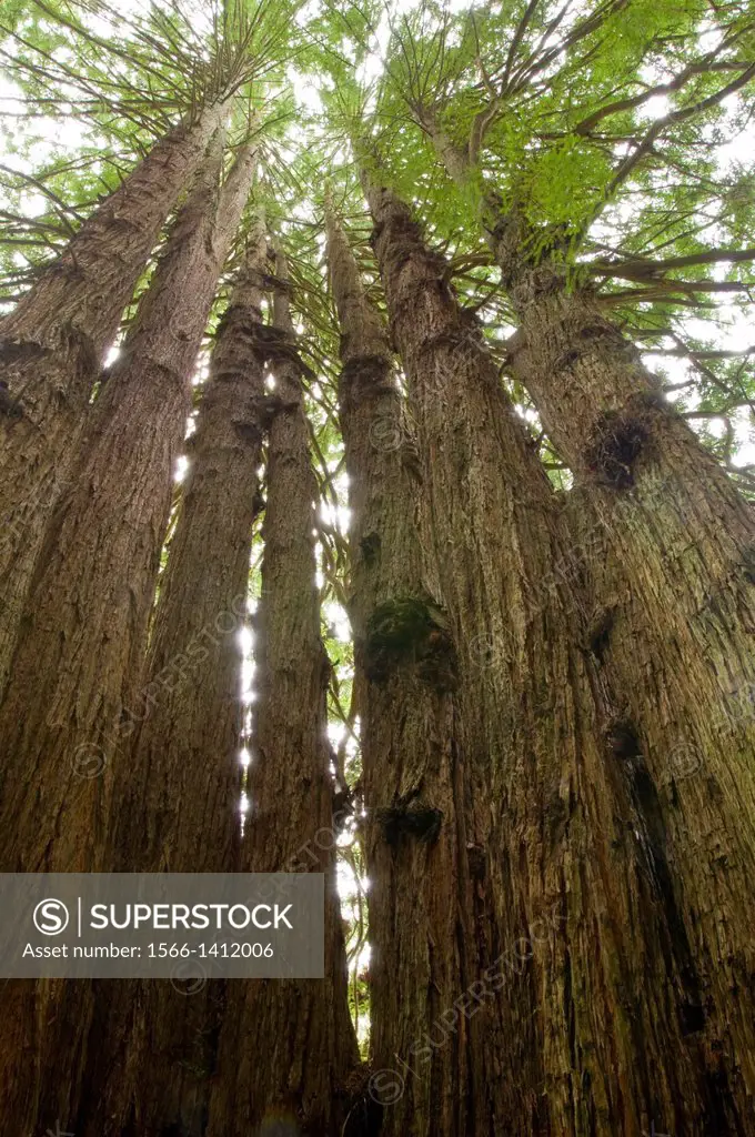 The Cathedral Redwood Tree, on the Kingdom of the Trees Trail, Trees of Mystery, Del Norte County, California.