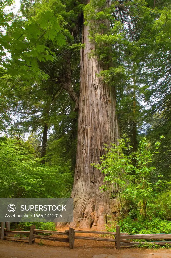 Redwood trees in forest at Prairie Creek Redwoods State Park, California.