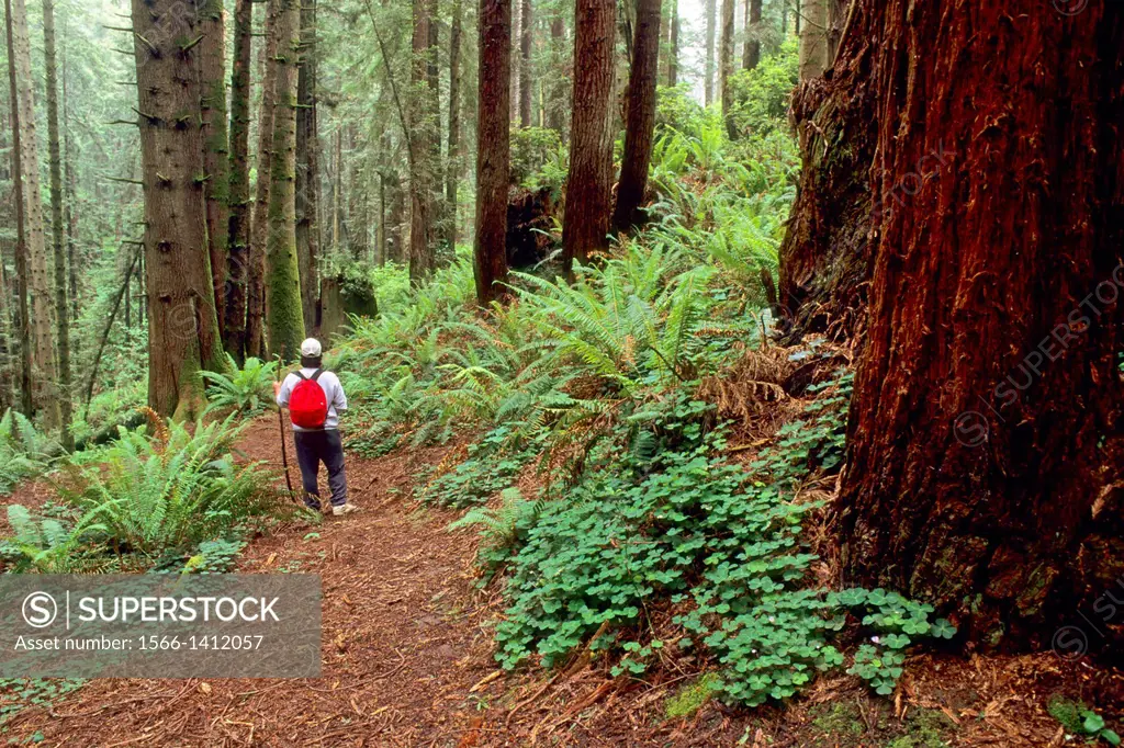 Hiker in redwood forest, Redwood Park, Arcata, Humboldt County, California.