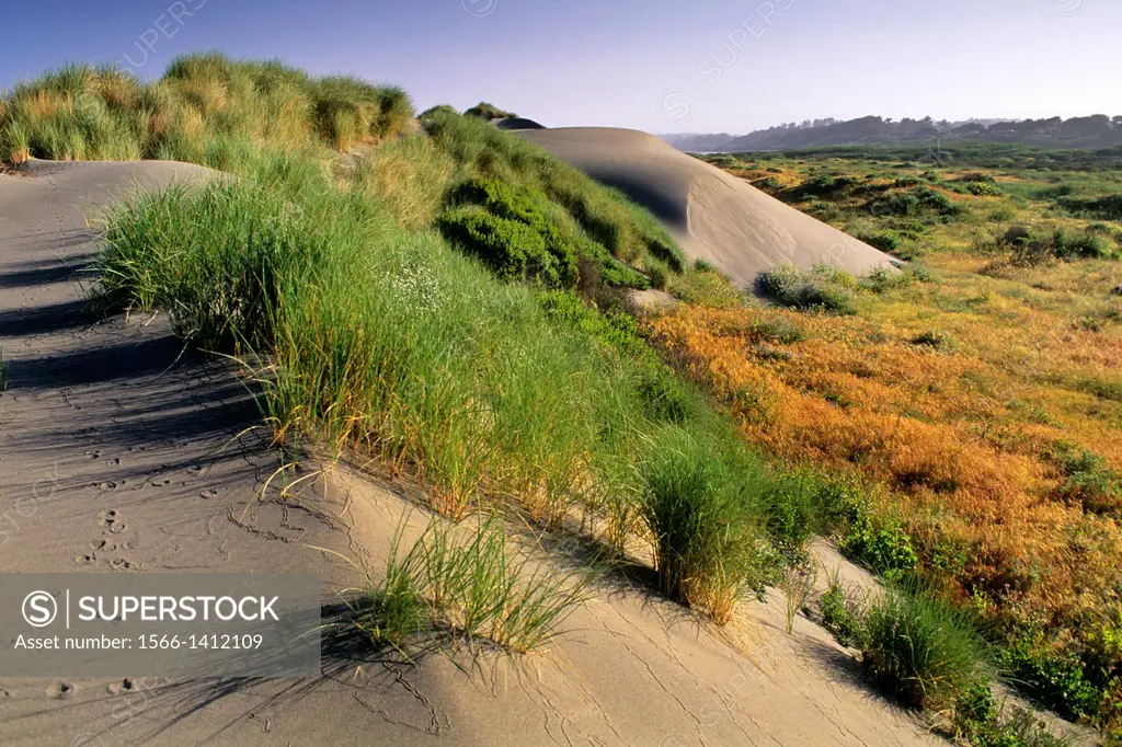 Sand Dunes and coastal grasses at Mad River Beach, Arcata, Humboldt County, CALIFORNIA.