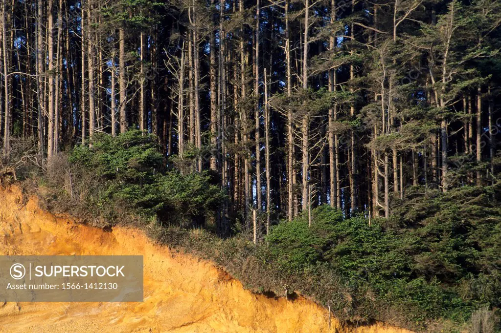 Gold Bluffs above Gold Bluffs Beach, Prairie Creek Redwoods State Park, Humboldt County, CALIFORNIA.