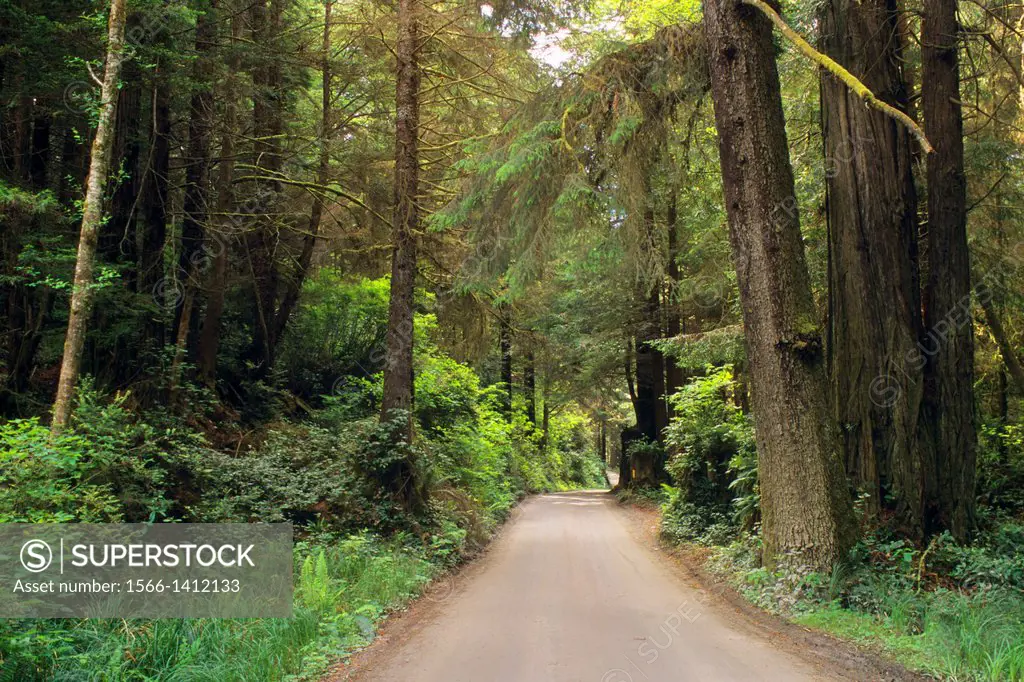 Road through Prairie Creek Redwoods State Park, Humboldt County, CALIFORNIA.