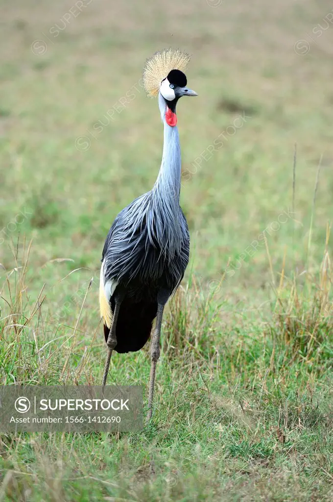 Crowned crane portrait (Balearica regulorum) Masai Mara National Reserve, Kenya, Africa, October.