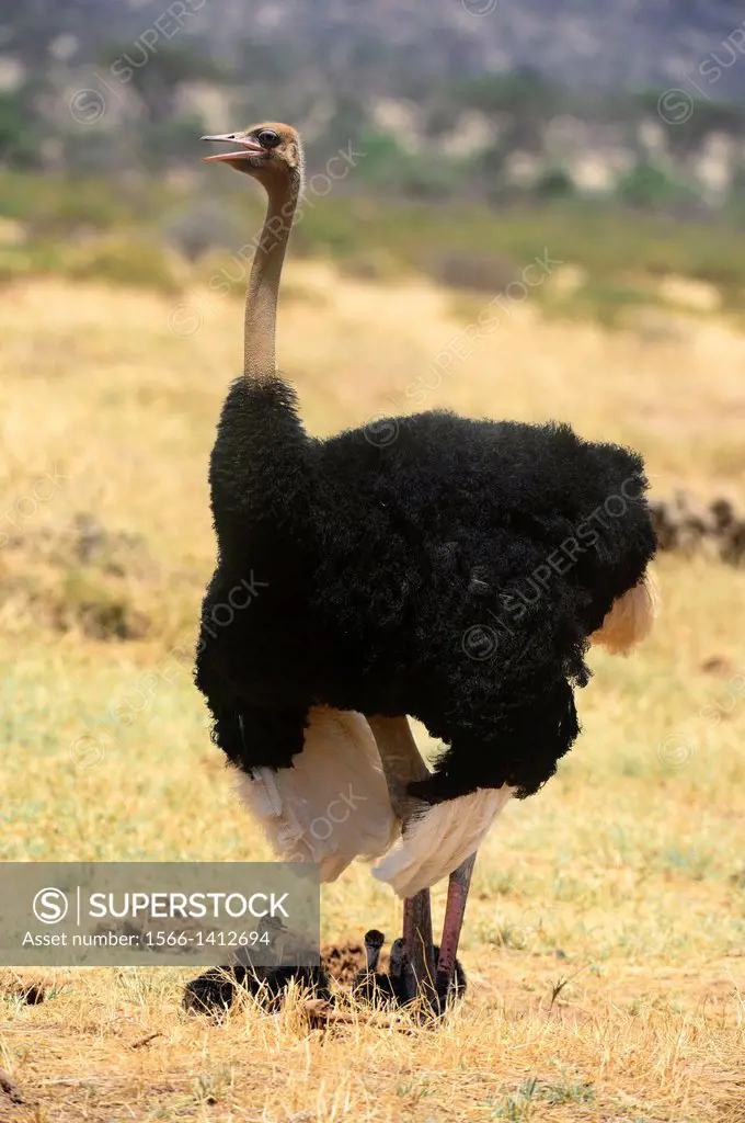 Male ostrich protecting chicks from the sun with its wings (Struthio camelus) Samburu National Reserve, Kenya, Africa, October.