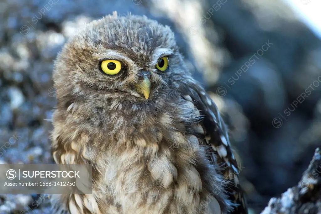 Little owl (Athene noctua) perched in a holm oak in Salamanca province. Castilla y Len. Spain.