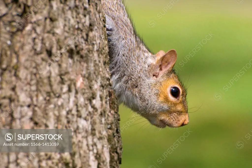 Eastern gray squirrel (Sciurus carolinensis), Bushs Pasture Park, Salem, Oregon.