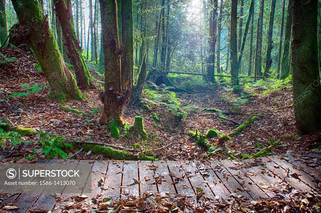 A wooden walking bridge spans a Greenway hiking trail in Buck Lake Park in Western Washington.