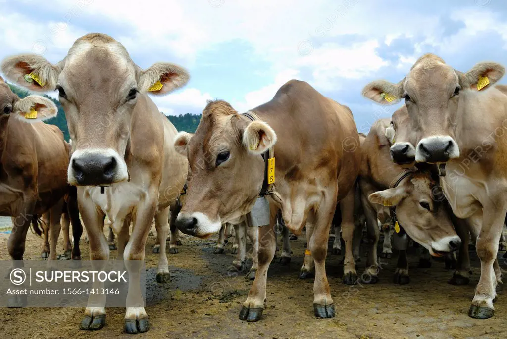 ´´Brune Suisse´´ cows, cattle farm Pian Segno, Blenio vallee, Canton Ticino, Switzerland, Europe.