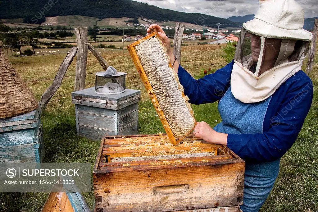 Beekeeper inspecting frame. Navarra. Spain.