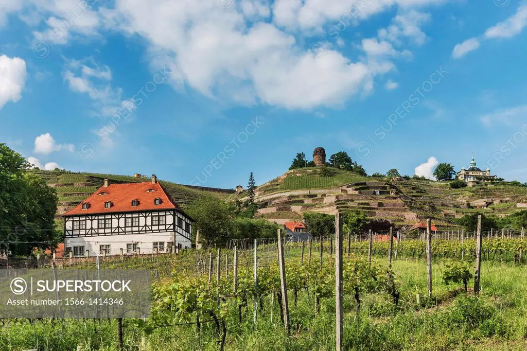 View of the vineyards, the Bismarck Tower left and Spitz House. The Castle Hoflössnitz is in the foreground. Radebeul near Dresden, administrative dis...