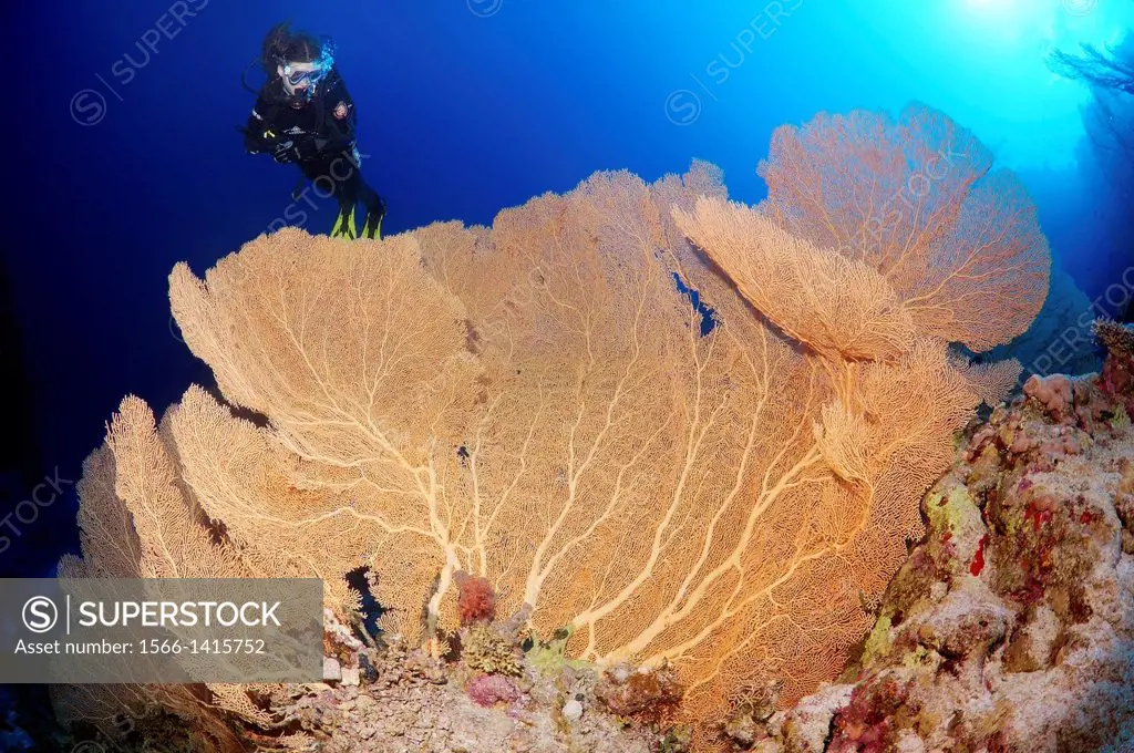 Diver looking at Venus fan, Venus sea fan, common sea fan, West Indian sea fan or purple gorgonian seafan (Gorgonia flabellum). Red sea, Egypt, Africa...