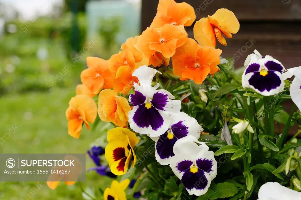Blossoms from a pansy (Viola wittrockiana) in a garden, Germany