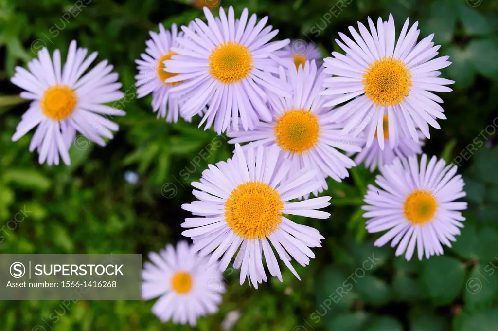 Close-up of European Michaelmas Daisy (Aster amellus) blossoms in a garden, Germany
