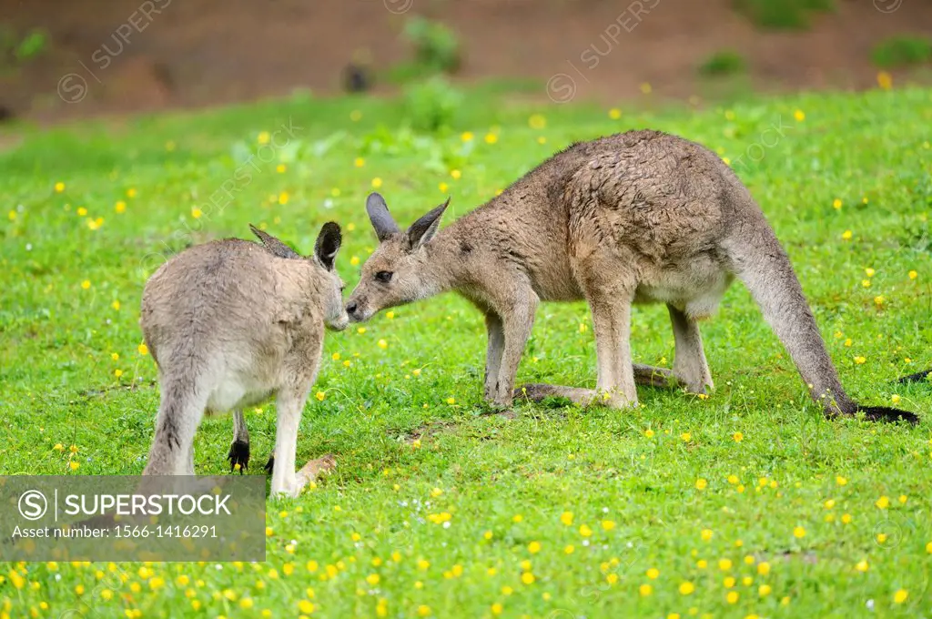 Two Eastern grey kangaroos (Macropus gianteus) kissing on a meadow