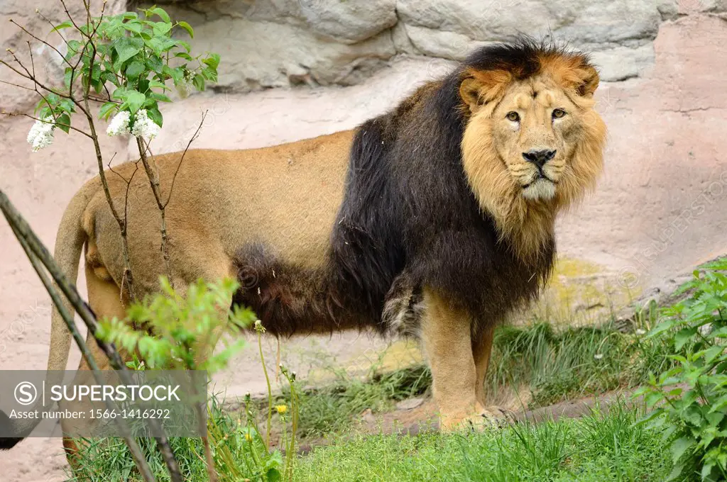Asiatic lion or Indian lion (Panthera leo persica) male in a Zoo