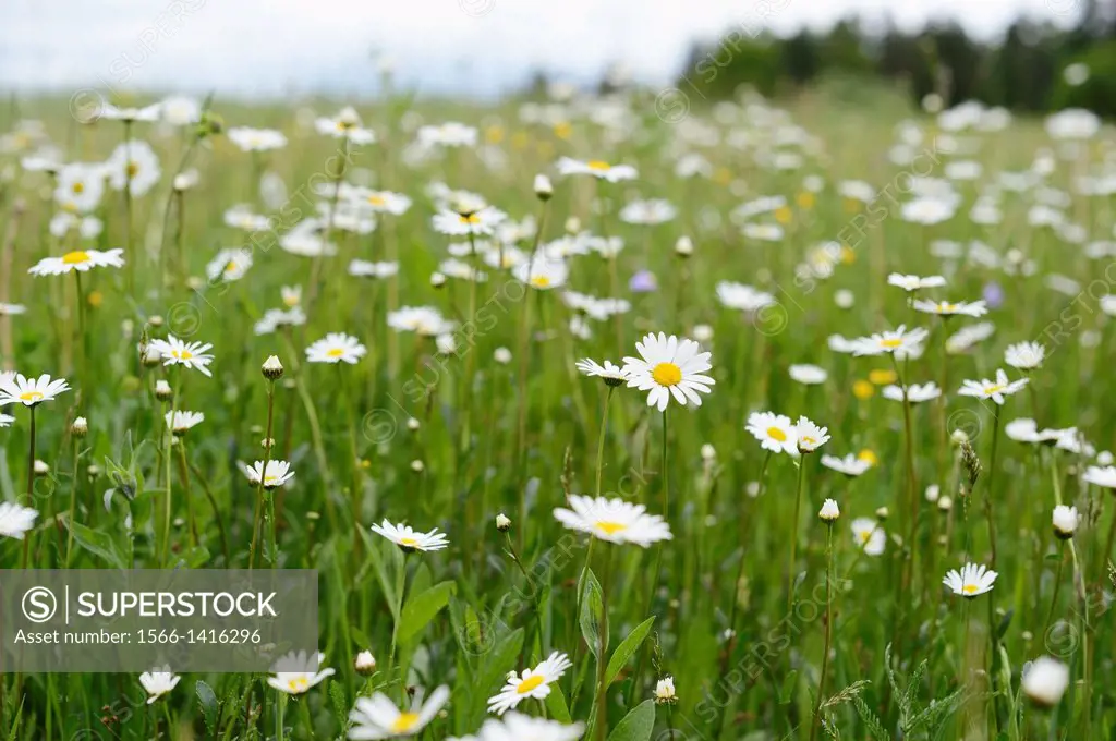 Meadow full with flowering Ox-eye daisies (Chrysanthemum leucanthemum)