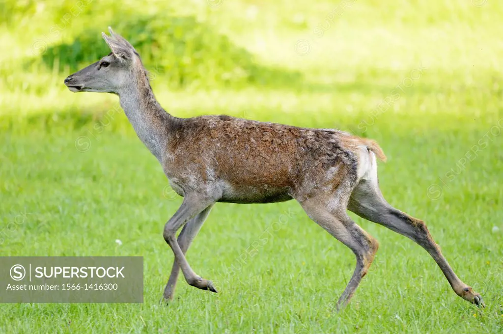 Red deer (Cervus elaphus) female running on a meadow