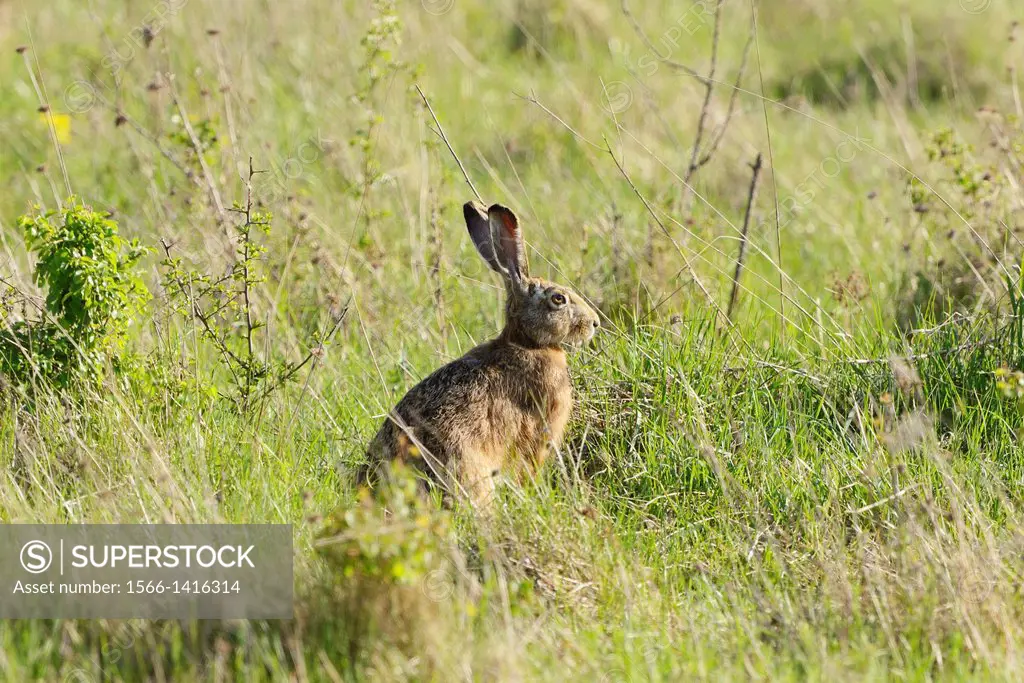 European hare (Lepus europaeus) sitting on a meadow