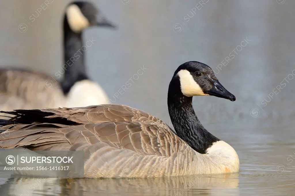 Two Canada Geese (Branta canadensis) swimming on a lake