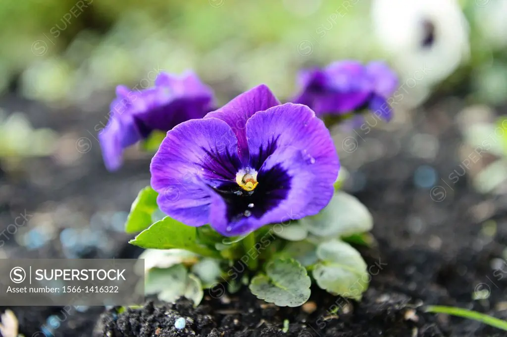 Blossom of a pansy (Viola wittrockiana) in a garden, Germany