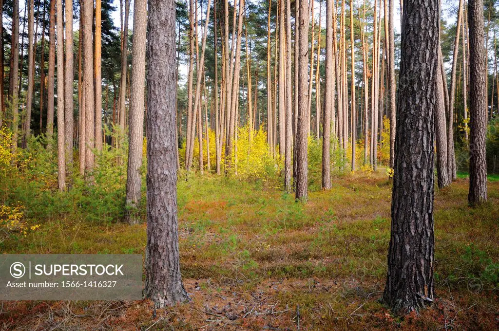 Landscape of tree trunks in a forest with Scots pines (Pinus sylvestris)