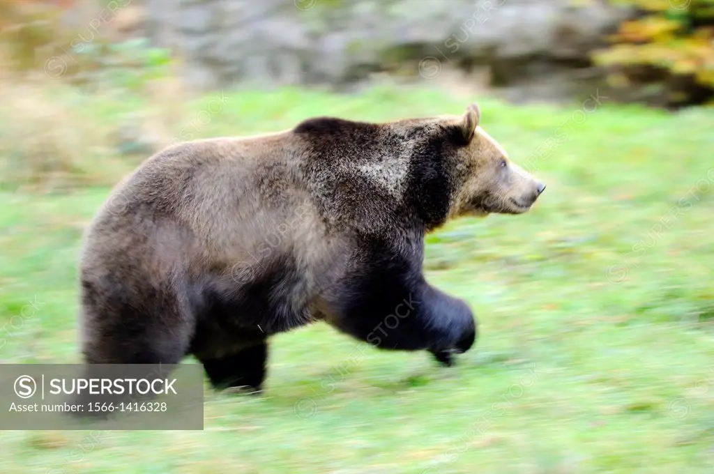 Cose-up of a Eurasian brown bear (Ursus arctos arctos) running over a meadow