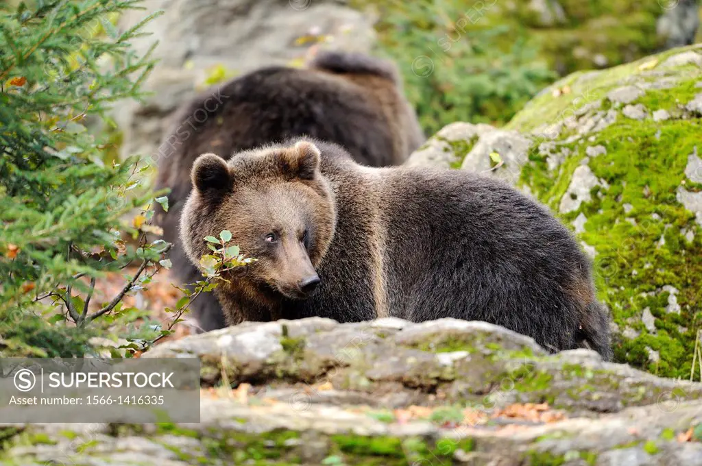 Cose-up of a Eurasian brown bear (Ursus arctos arctos) in the Bavarian Forest, Germany