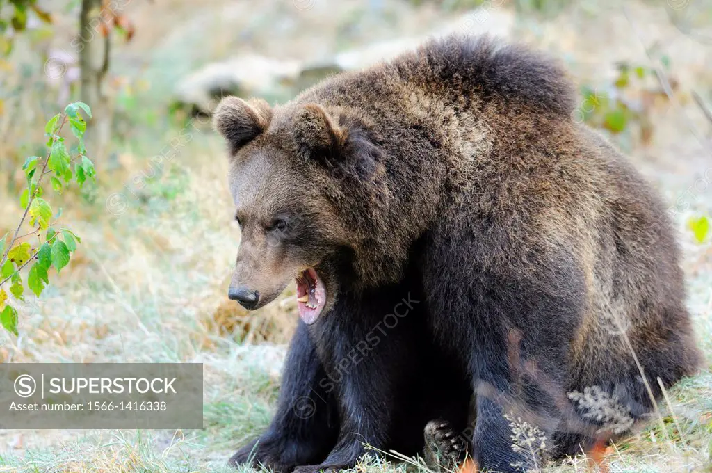 Cose-up of a sitting Eurasian brown bear (Ursus arctos arctos) in the Bavarian Forest, Germany