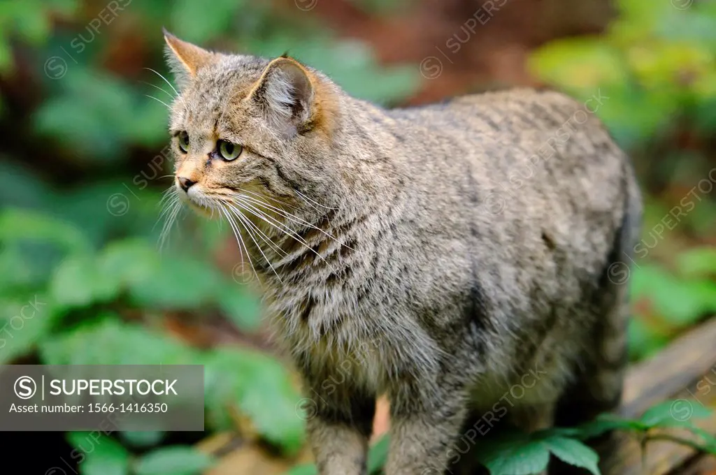 European wildcat (Felis silvestris silvestris) in the Bavarian Forest National Park, Germany