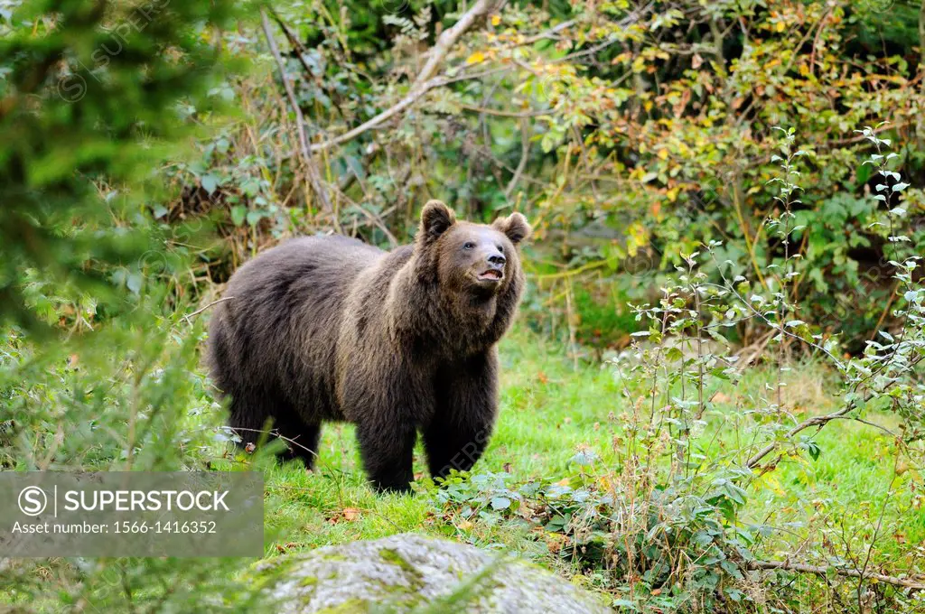 Cose-up of a standing Eurasian brown bear (Ursus arctos arctos) in the Bavarian Forest, Germany