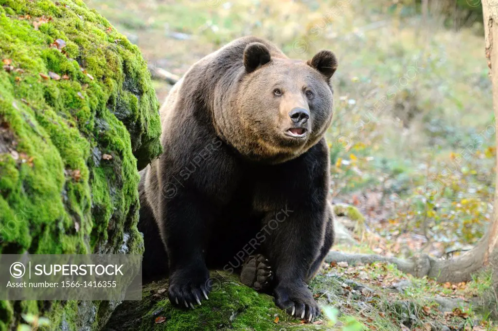Cose-up of a sitting Eurasian brown bear (Ursus arctos arctos) in the Bavarian Forest, Germany