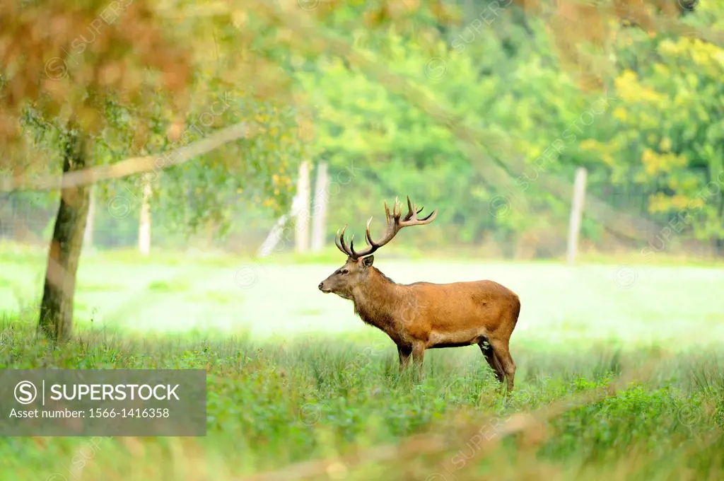 Close-up of a red deer (Cervus elaphus) male standing in a meadow beside the forest