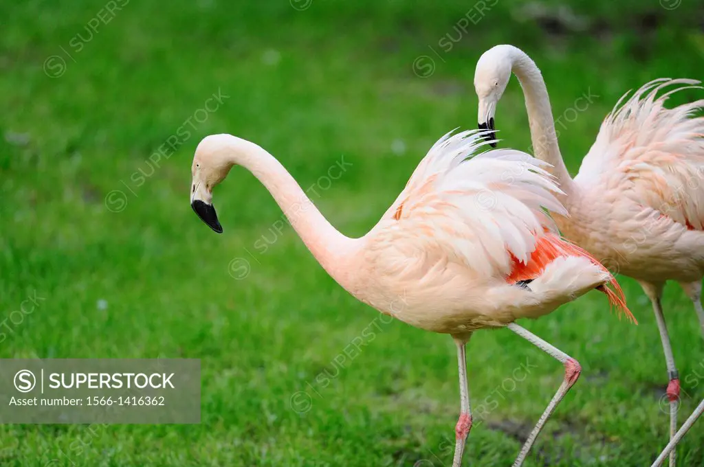 Two Greater Flamingos (Phoenicopterus roseus) in a Zoo