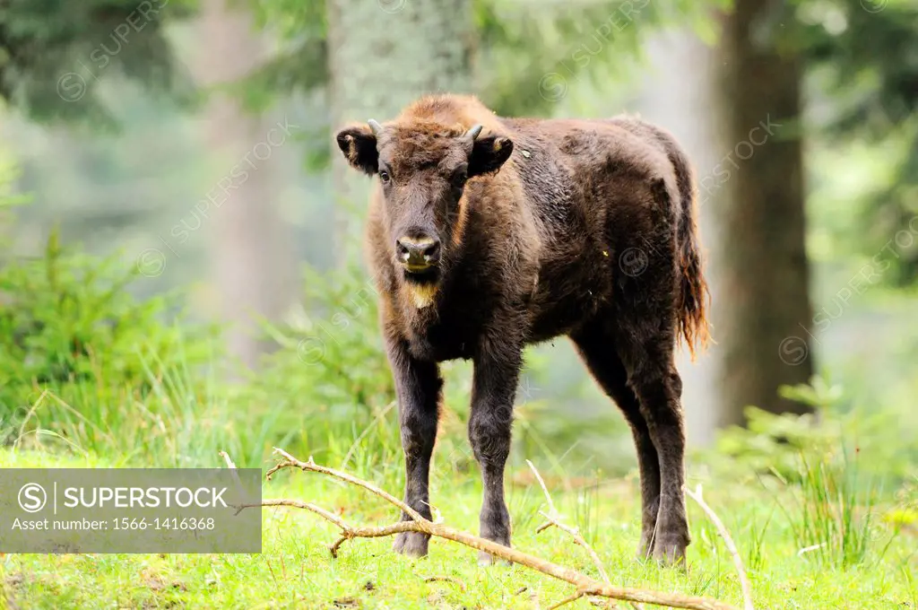 European bison (Bison bonasus) calf standing on a meadow in the Bavarian Forest National Park, Germany