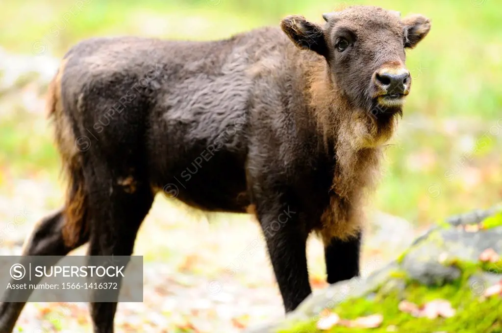 European bison (Bison bonasus) calf standing on a meadow in the Bavarian Forest National Park, Germany
