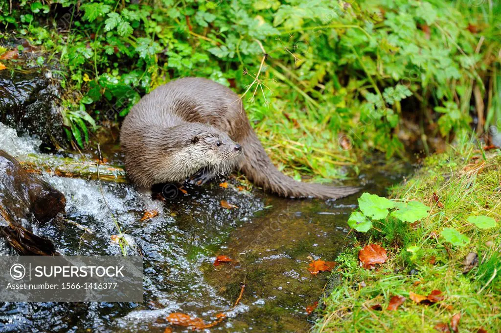 Close-up of a European otter (Lutra lutra) in a watercourse Sausbachklamm in the Bavarian Forest, Germany