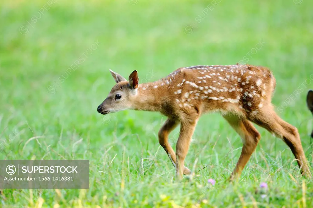 Close-up of a sika deer (Cervus nippon) youngster standing on a meadow