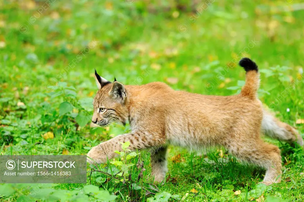Close-up of a Eurasian lynx (Lynx lynx) cub walking on a meadow