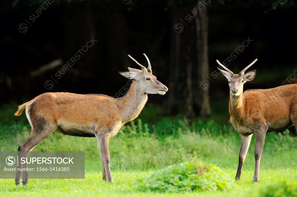 Close-up of two red deer (Cervus elaphus) male standing on a meadow