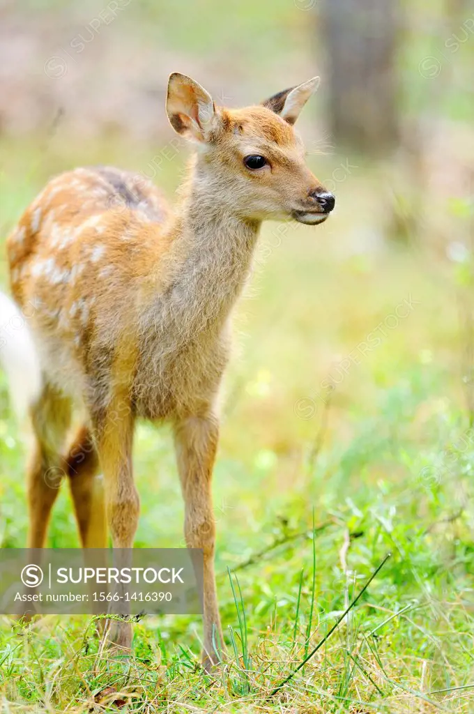 Close-up of a sika deer (Cervus nippon) youngster standing on a meadow