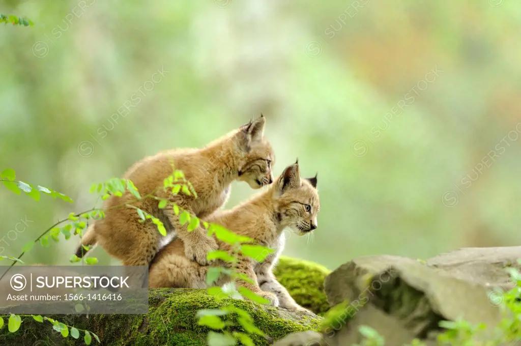 Close-up of two Eurasian lynx (Lynx lynx) cubs playing