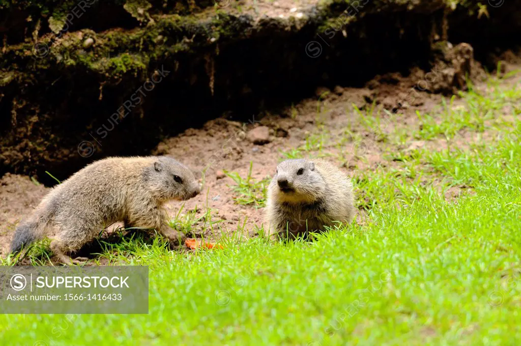 Close-up of two Alpine Marmot (Marmota marmota) youngsters in a meadow in spring