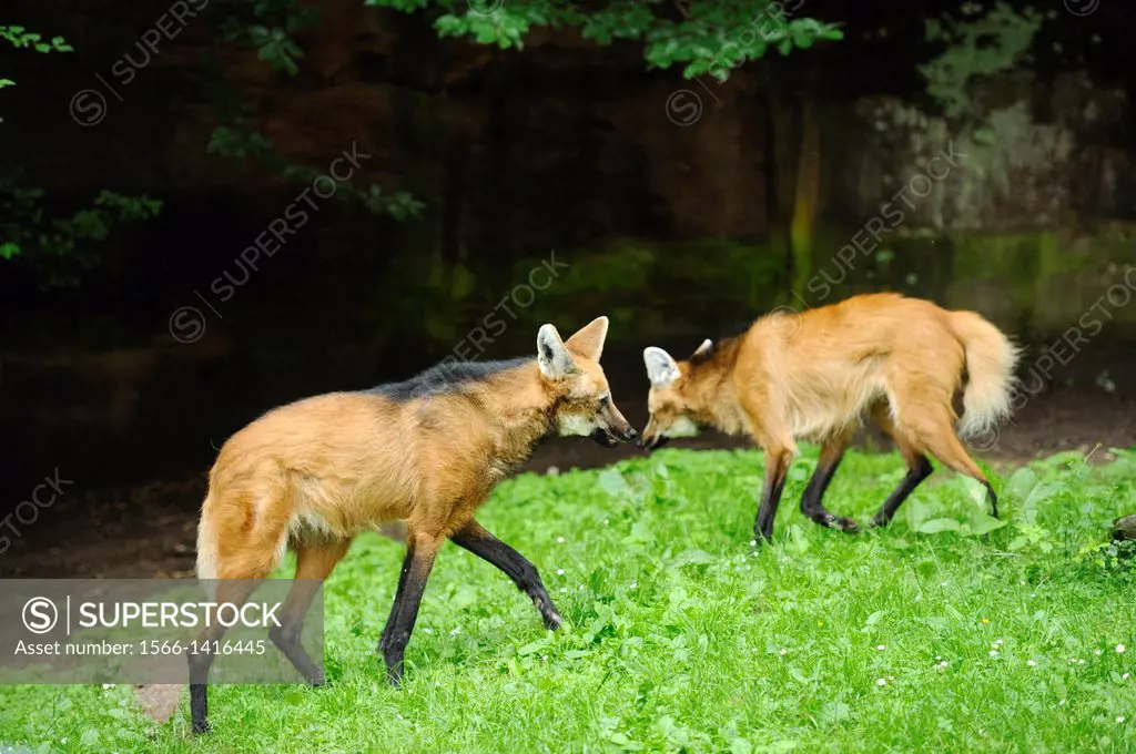 Close-up of two maned wolves (Chrysocyon brachyurus) on a meadow