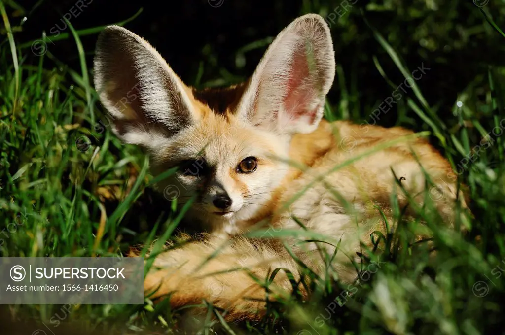 Close-up of a fennec fox or fennec (Vulpes zerda) lying in a meadow