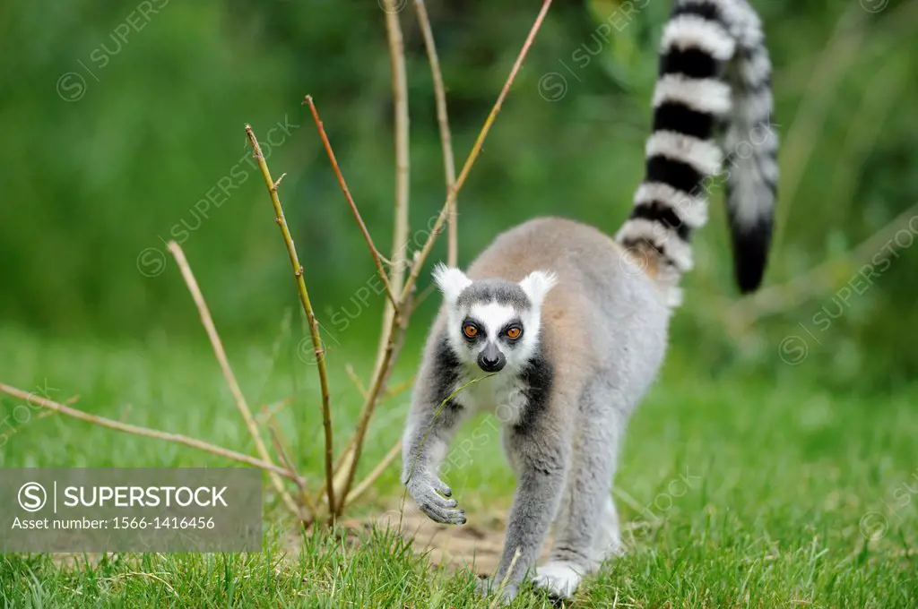 Close-up of a ring-tailed lemur (Lemur catta) on the ground