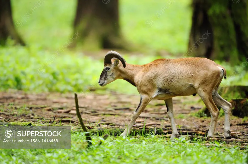 Close-up of a mouflon (Ovis orientalis orientalis) male walking through the forest